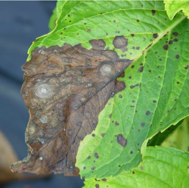 The target spot lesions can merge leading to severe blighting of the leaves.
